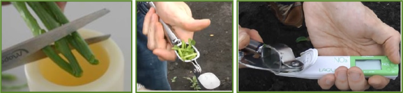 Mangoanlage mit Fokus auf Nährstoffmanagement