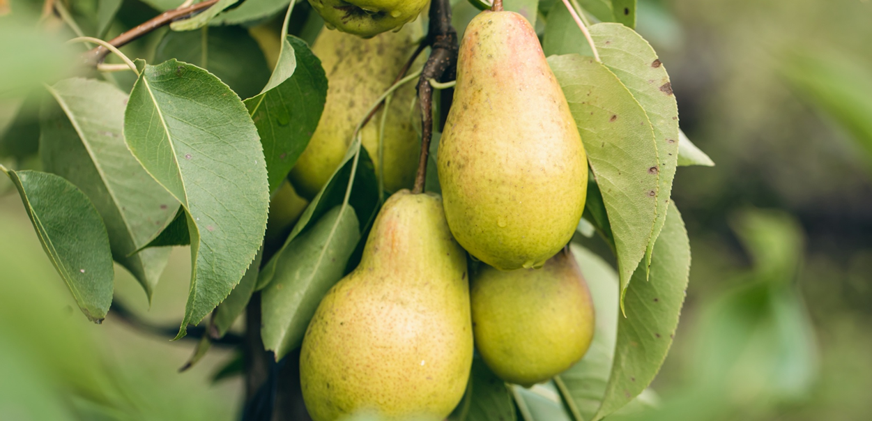 Tragbares ionenselektives Messgerät LAQUAtwin