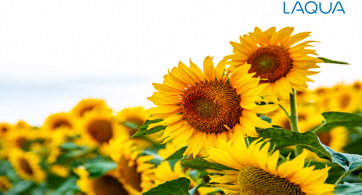 Header image for sunflower cultivation monitoring